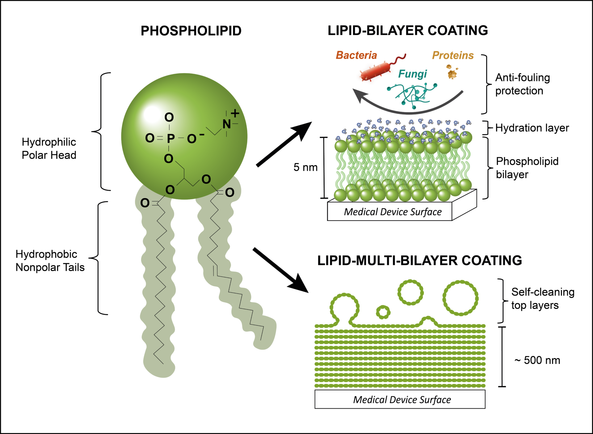 Lipid-Bilayer Coating